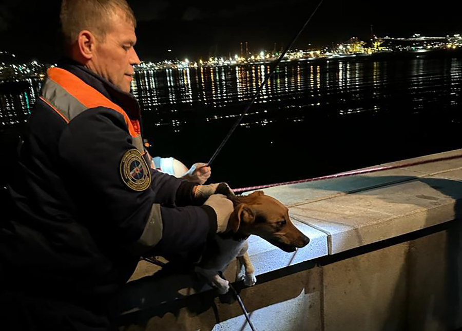 В Новороссийске спасатели достали из воды собаку, прыгнувшую в море с набережной