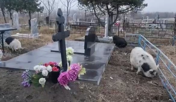 Стадо свиней перекопало половину кладбища в посёлке под Анапой