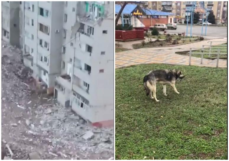 Две собаки выпрыгнули с 9-го этажа дома в Ейске, который разрушил самолет