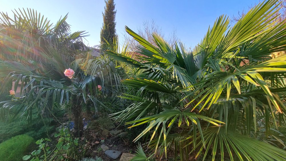 Обычный пальмовый дворик в Геленджике. Также красиво может быть и у вас. Сажайте пальмы а не березы