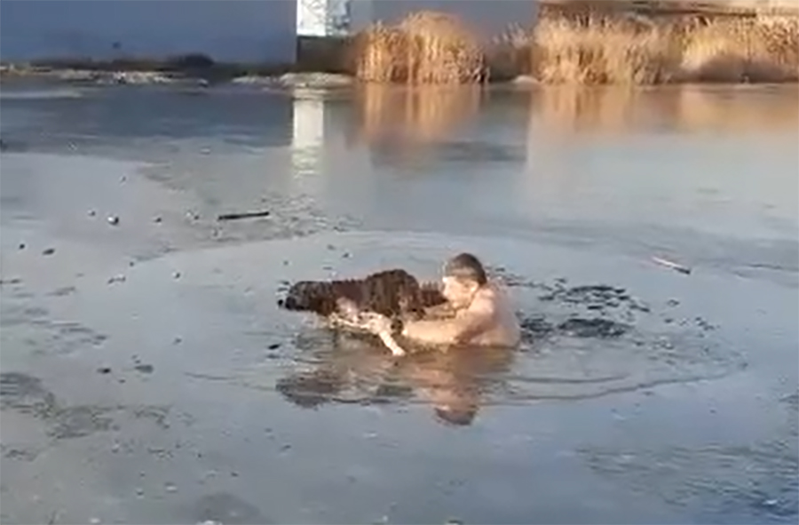 В Новороссийске мужчина бросился в ледяную воду, чтобы спасти собаку