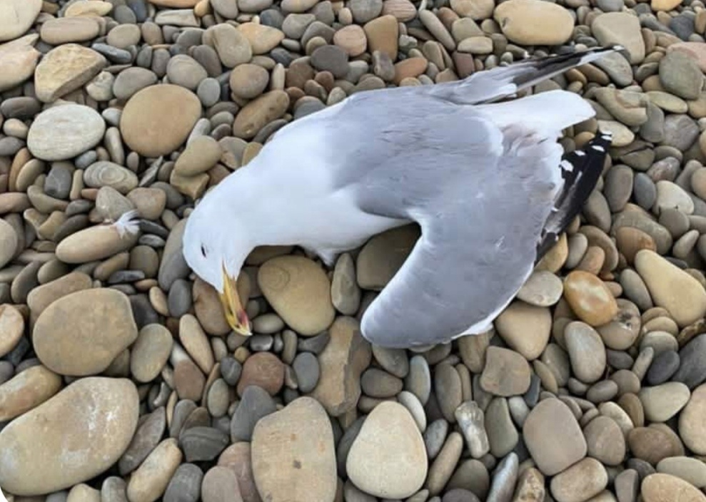 В Новороссийске берег Суджукской косы завалило мертвыми чайками