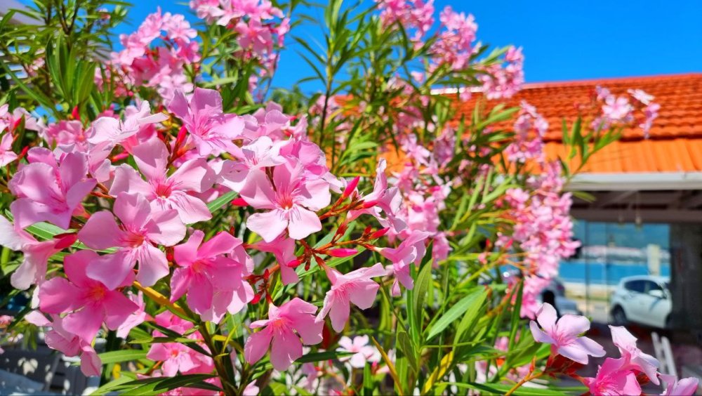 Цветение олеандра в Геленджике в июне