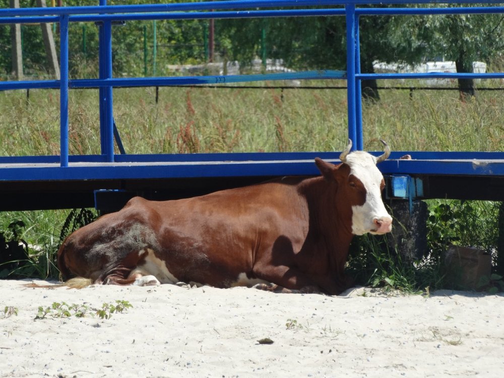 На Кубани назвали фейком сообщения о массовом убое скота из-за инфекции