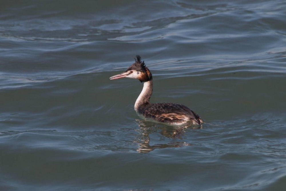 Орнитологи заповедника “Утриш” хотят спасти водоплавающих перелетных птиц