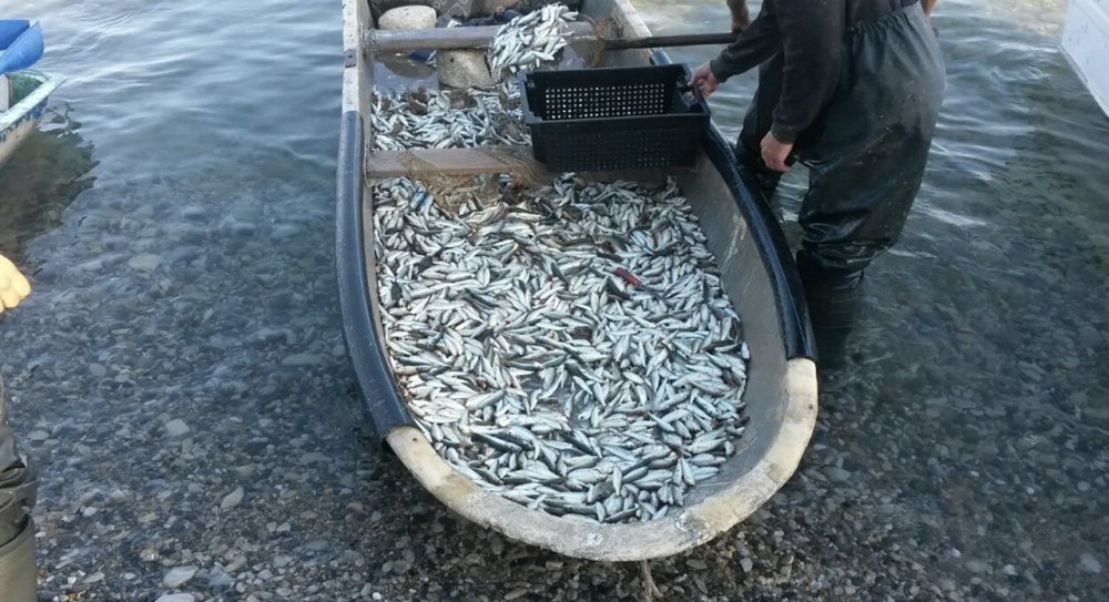 Специалисты назвали причины резкого подорожания морепродуктов на Кубани