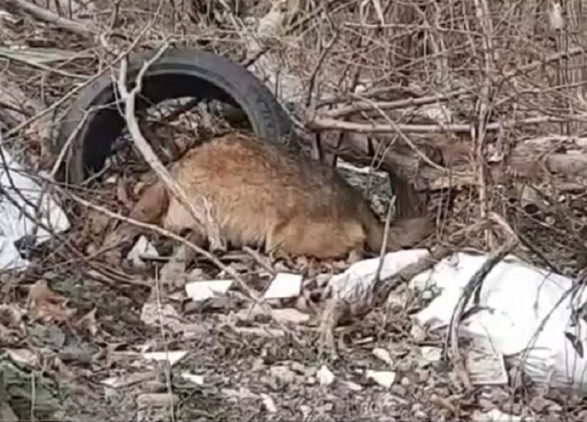 В Краснодарском крае полиция заинтересовалась свалкой из мертвых собак