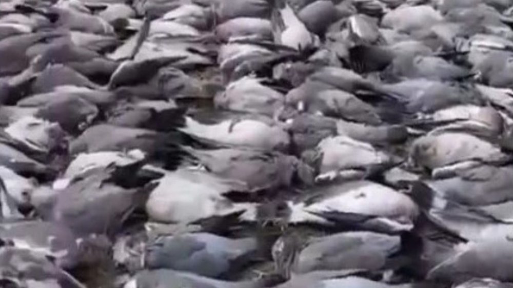 На Кубани началось массовое вымирание диких животных и птиц в марте