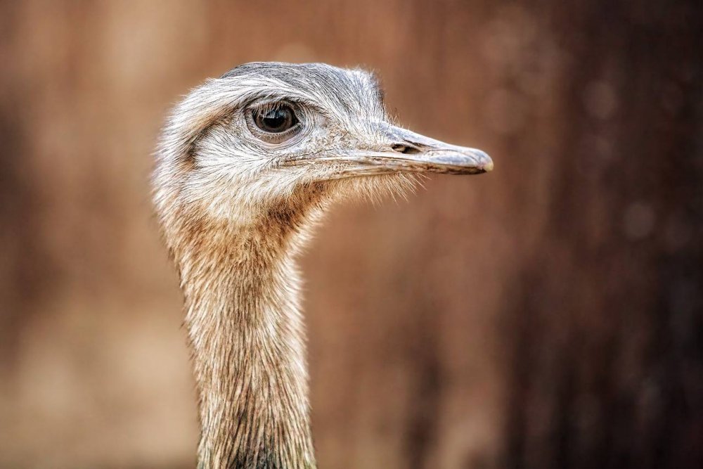 На глазах детей в Сочи огромный страус внезапно умер в дендрарии