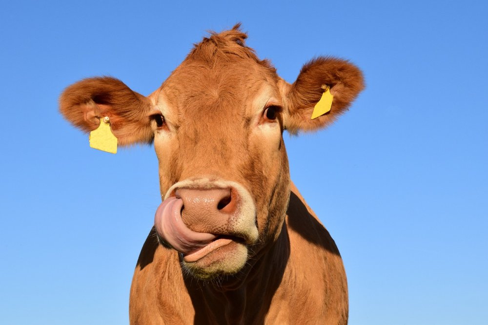 Впервые в истории Краснодарского края была выполнена успешная клонирования коровы