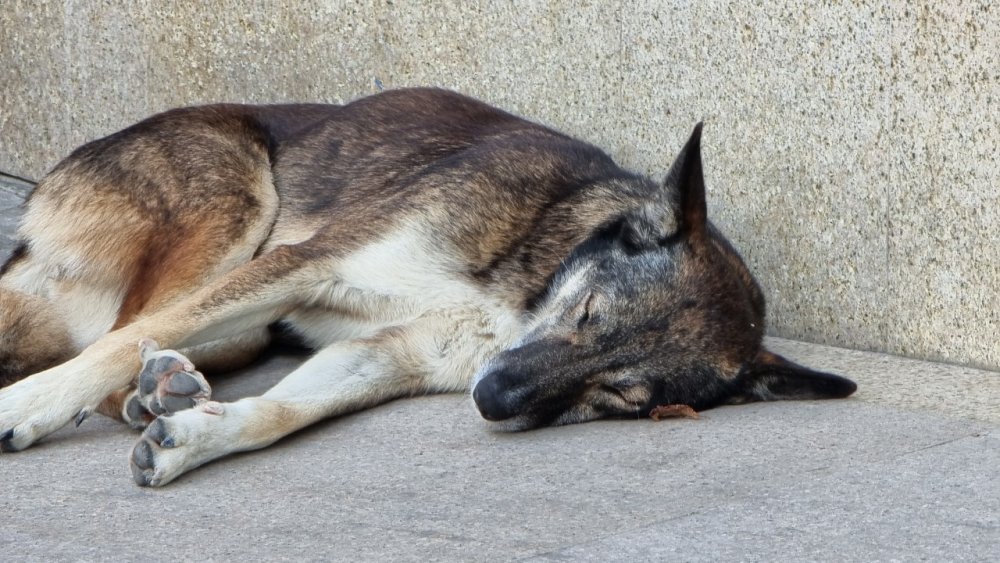 В Краснодаре водитель иномарки переехал собаку и оставил умирать ее в муках