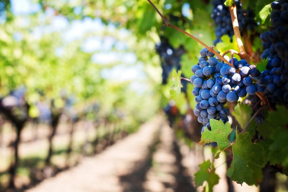 На Кубани появилось около 310 гектаров виноградников в 2024 году