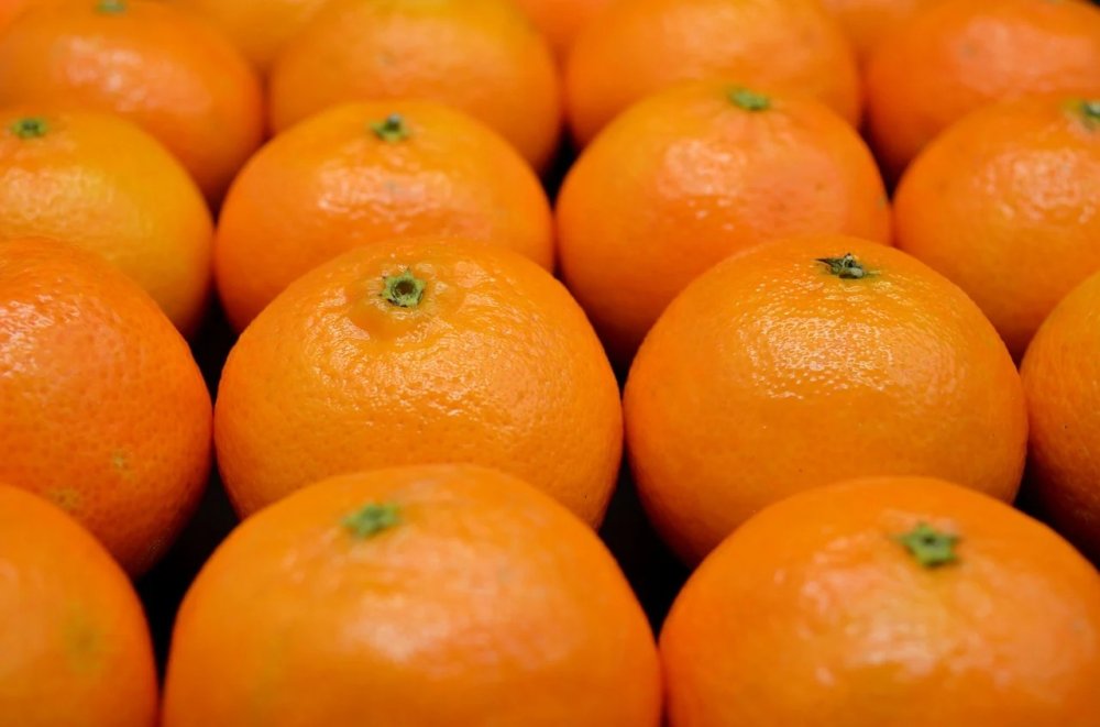 В Новороссийске обнаружили около 100 тонн апельсинов и мандаринов с опасными мухами