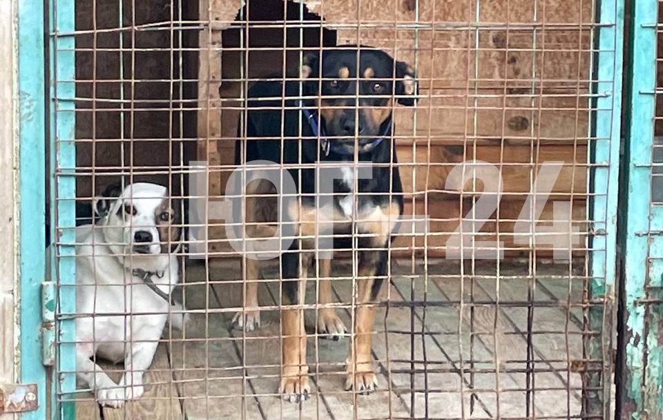 В Краснодаре неизвестные запустили фейк о расстреле 13 собак