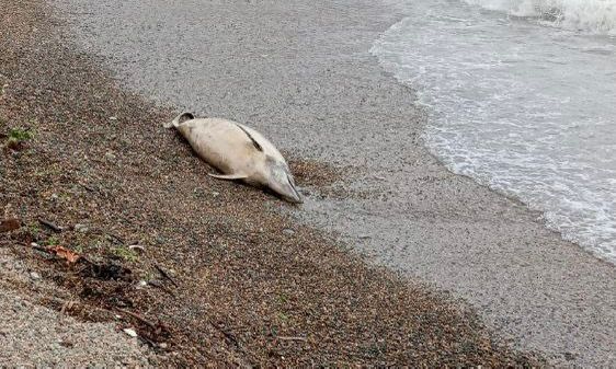 Местный житель нашел около 40 мертвых краснокнижных дельфинов на пляже под Анапой