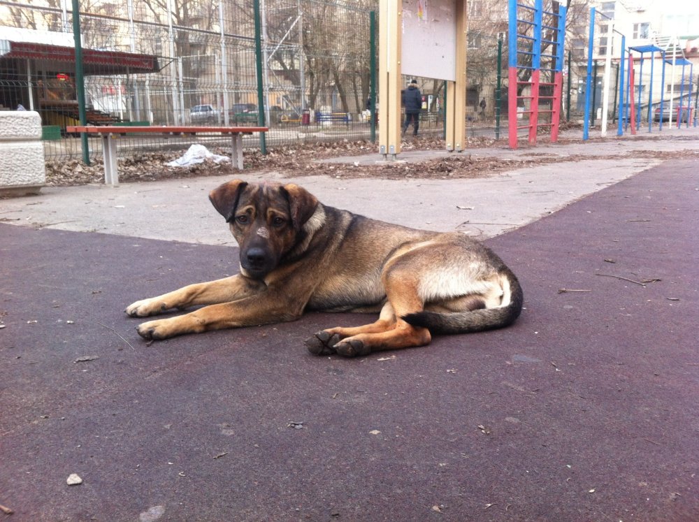 Около 427 бездомных собак отловили в Краснодаре с 2024 года
