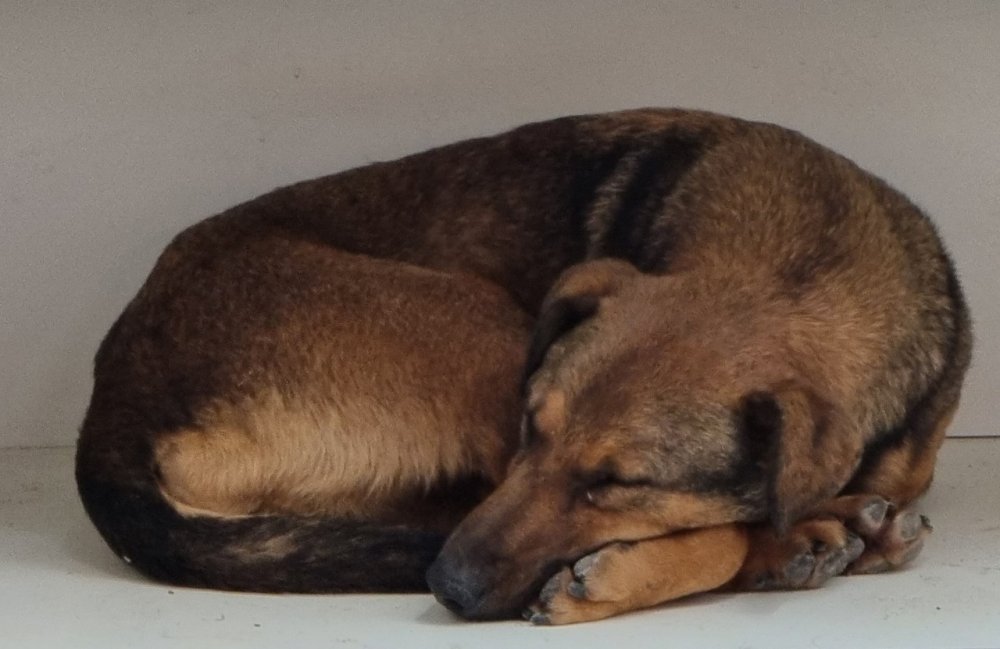 Живодеры устроили массовое убийство собак в Краснодаре