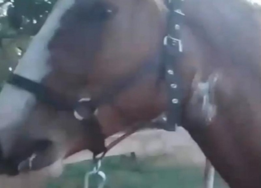 Общественное возмущение: на Кубани казака порезавшего горло лошади уволят