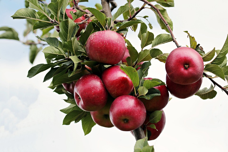 Минсельхоз Кубани пояснил, по какой причине яблоки зимой были дешевле, чем летом
