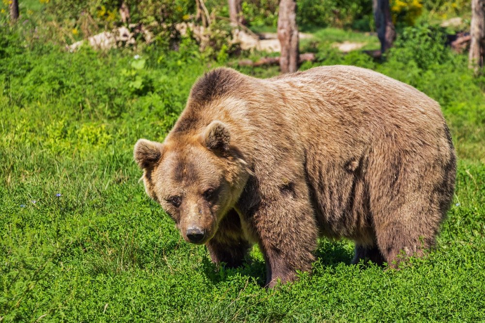 Перепись всех медведей проведут в Краснодарском крае